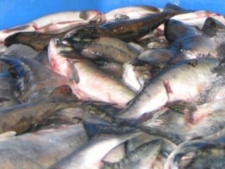 Рыбопереработка государственной важности