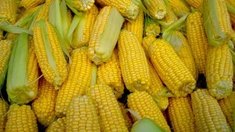 Нужна ли Европе украинская кукуруза?