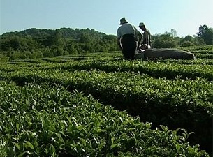 Российский чай нуждается в повышении своего статуса на мировом рынке