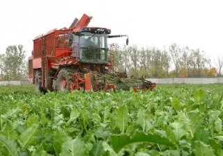 Хозяйства Павловского района Алтайского края накопали около 76 тыс. тонн сахарной свеклы