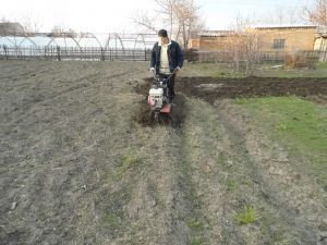 Вспашка земли мотоблоком в Челябинске.