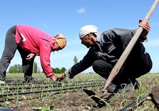 Крыму советуют отказаться от возделывания сои и риса