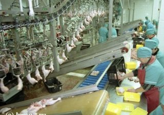 РФ: Яичные птицефабрики уходят в бройлерное производство