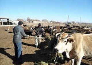 Жители малых сел Хакасии получили финансовый стимул стать животноводами