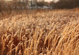Калининградская область - получена рекордная урожайность зерновых