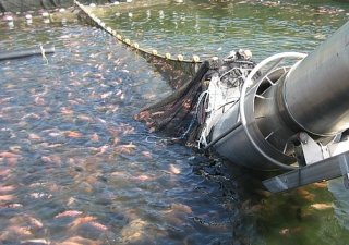 В Кашкадарьинской области Узбекистана реализовано 37 новых проектов в сфере рыбоводства