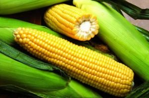 Семена кукурузы Сингента (Syngenta)