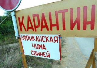 Новую вспышку АЧС зафиксировали в Тульской области