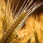 На сайте госзакупок опубликованы лоты первых семи туров по отбору хранителей зерна урожая 2014 года