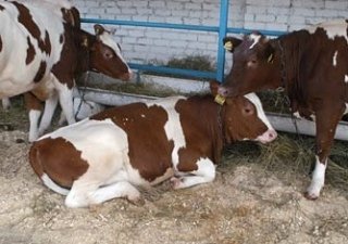 В Ростовской области станет больше коров