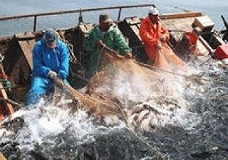 Российскими рыбаками с начала года добыто более 3,89 млн тонн ВБР