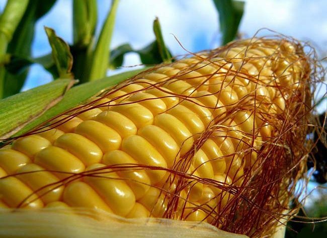 Цена кукурузы достигла новых минимумов