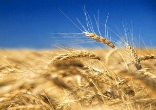 Урожай зерновых в РФ в этом году может достичь 100 млн тонн