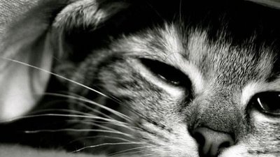 В Бресте собираются запустить новый крематорий для животных умерших
