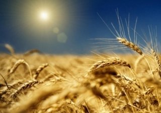 САХО станет национальным зерноторговцем