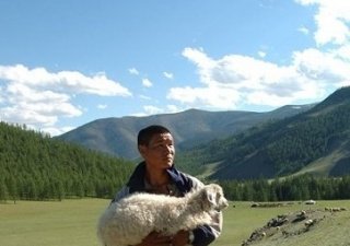 В Бурятии залеживается овечья  шерсть