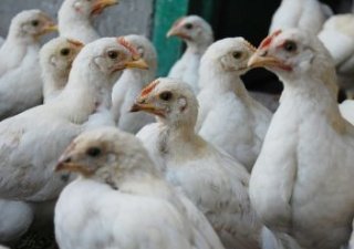 В Самарской области наращивают выпуск курятины