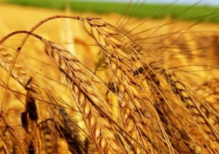 Краснодарские аграрии планируют собрать отличный урожай