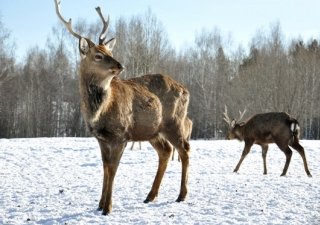 В Большом Скорорыбе разводят оленей