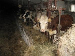 В хозяйстве Зубово-Полянского района обнаружены нарушения ветеринарного законодательства