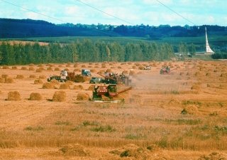 Объем производства в АПК Курганской области за 9 месяцев вырос на 8%