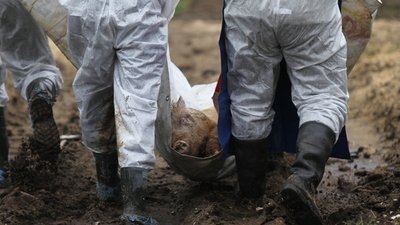 Вирус АЧС угрожает фермерам и охотникам Германии