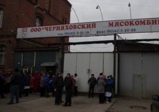 Европейская АЧС останавливает калининградские мясокомбинаты