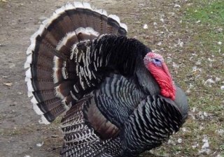 Открытие завода по производству индюшачьего мяса в Удмуртии намечено на 2017-й год