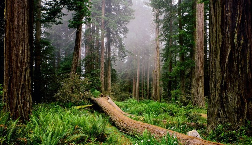 О Международном симпозиуме по сосновой стволовой нематоде