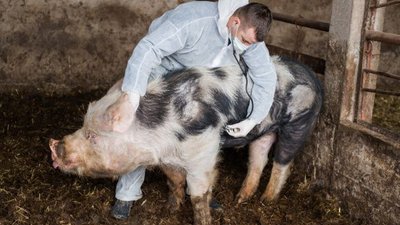 Польша: АЧС выгодна ветеринарам?