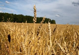 Менее 50% калужских сельхозугодий используется по назначению