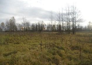 На 500 га смоленской земли вырастили «урожай древесно-кустарниковой растительности»