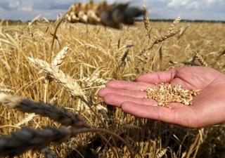 Американцы предсказывают снижение урожая зерна в России на этот год