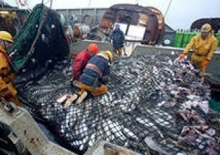 С начала года в водоёмах Свердловской области выращено и выловлено почти 200 тонн рыбы