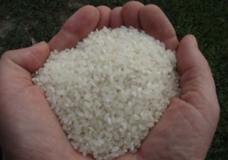 Казахстан достиг рекордной урожайность по рису