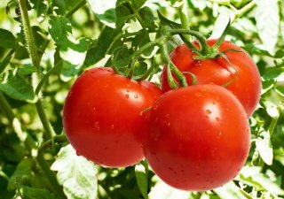 Россия вводит специальный режим на ввоз растительной продукции через Белоруссию