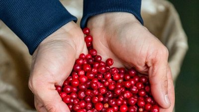 ОПТИЧЕСКИЕ СОРТИРОВЩИКИ TOMRA FOOD СПОСОБСТВУЮТ УВЕЛИЧЕНИЮ РЕНТАБЕЛЬНОСТИ ПРОИЗВОДИТЕЛЯ ДИКОРАСТУЩИХ ЯГОД ИЗ КАРЕЛИИ