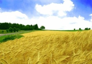 На мировом рынке ожидается дефицит пшеницы и кукурузы