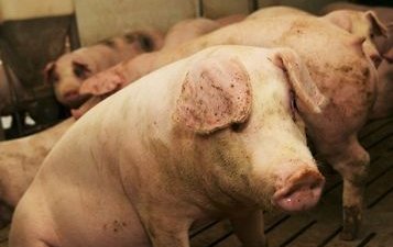 АЧС: Свиноводы Польши получат чрезвычайную поддержку, но не все до нее доживут