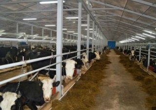 В Костромской области создаются условия для сохранения поголовья крупного рогатого скота молочного направления и развития скотоводства
