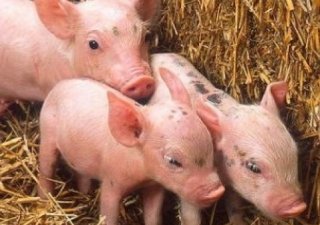 Население Приморского края обеспечат качественной свининой местного произвдства