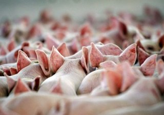Сахалину нужны свиноводческие комплексы и молочные фермы