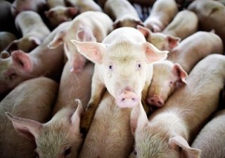 Латвия и Эстония под угрозой АЧС