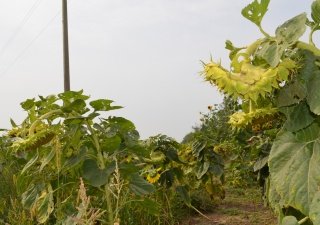 Самара – одна из столиц аграрной недели