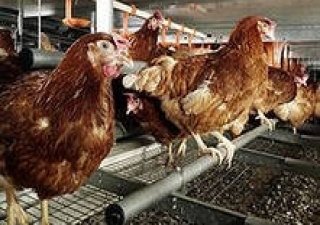 Из-за жары в Татарстане могут подорожать корма для птицеводства и содержание самих птиц