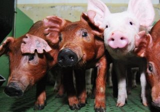 АПГ «Молочный продукт» продолжает расширение свиноводческого направления