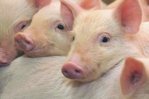 Финансирование региональных программ АПК под вопросом