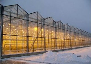 Запуск тепличного комплекса в Павлодарской области откладывается