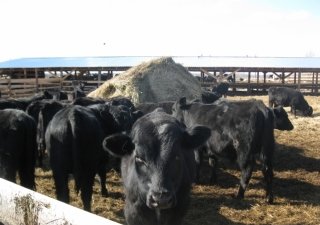 В Алтайском крае рализуют крупный инвестпроект в области мясного животноводства