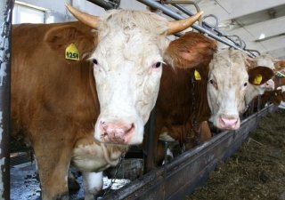 1200 голов элитного скота в Амурской области мучается от голода